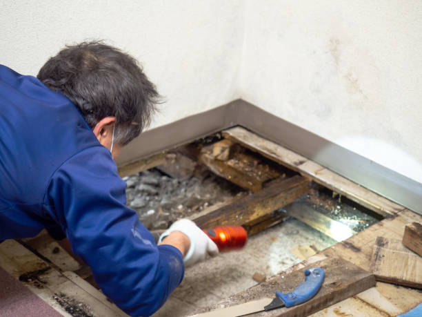 Best Mold Removal Company Near Me  in Firthcliffe, NY