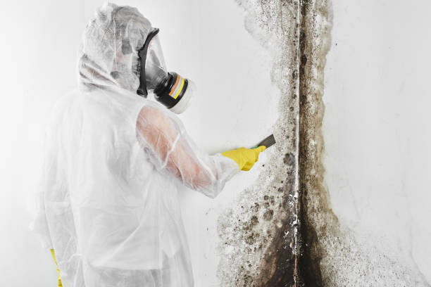 Best Mold Damage Repair  in Firthcliffe, NY