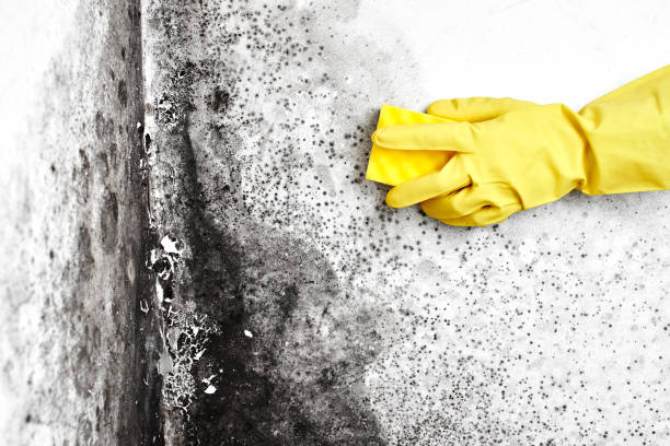 Best Mold Removal Process  in Firthcliffe, NY
