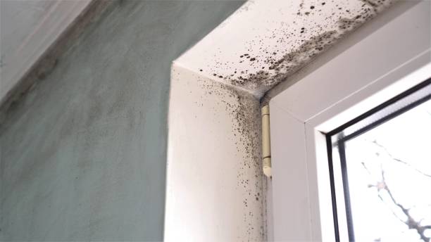Best Local Mold Removal Service  in Firthcliffe, NY