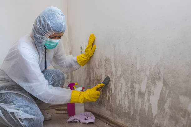 Best Crawl Space Mold Removal  in Firthcliffe, NY