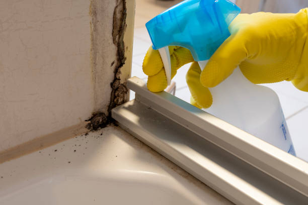 Mold Removal Process in Firthcliffe, NY