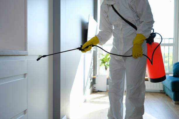 Mold Removal and Inspection in Firthcliffe, NY
