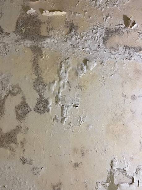 Best Home Mold Removal  in Firthcliffe, NY