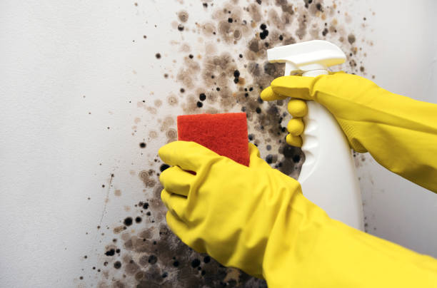 Best Black Mold Removal  in Firthcliffe, NY