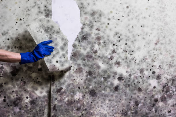 Best Fast Mold Removal  in Firthcliffe, NY