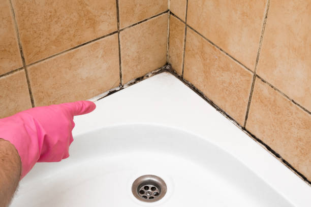 Best Commercial Mold Removal  in Firthcliffe, NY
